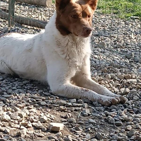 Kinder, male senior Mixed Breed for adoption at Il Silenzio degli Invisibili โ Gera Lario, Gera Lario CO