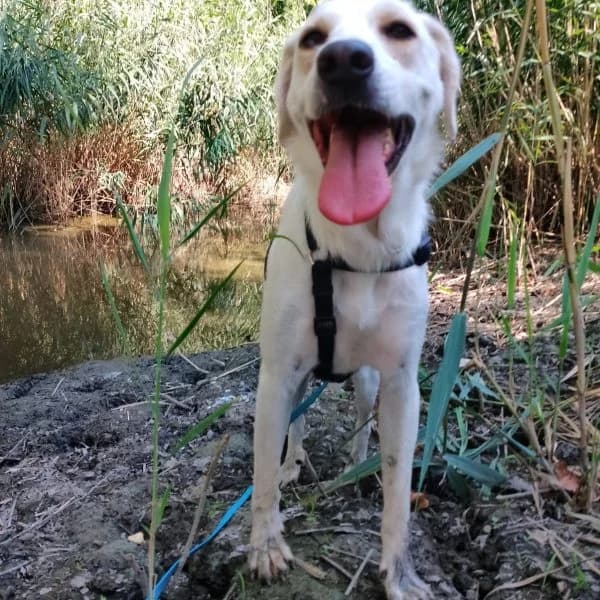 Olivia, young Mixed Breed for adoption at Il Silenzio degli Invisibili — Gera Lario, Gera Lario CO