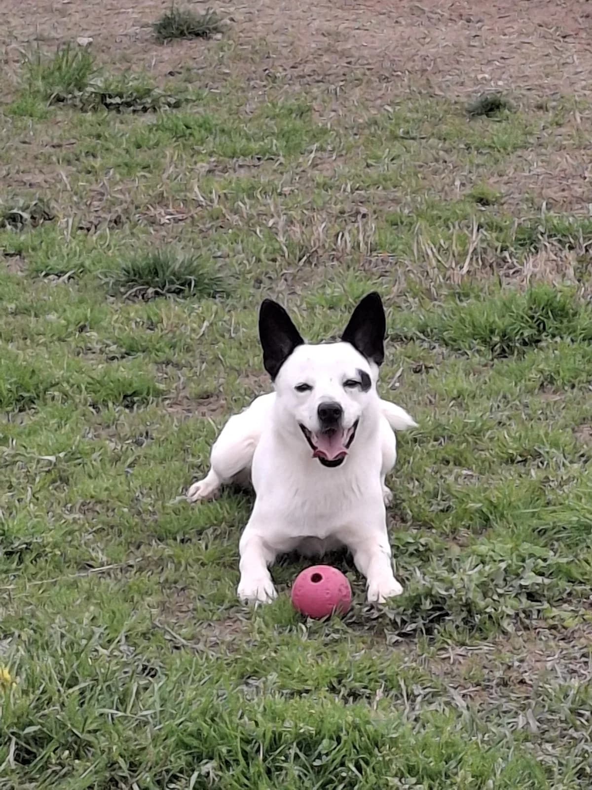 Chewby, male 3yo Mixed Breed for adoption at Fondazione Squadra 4 Zampe
