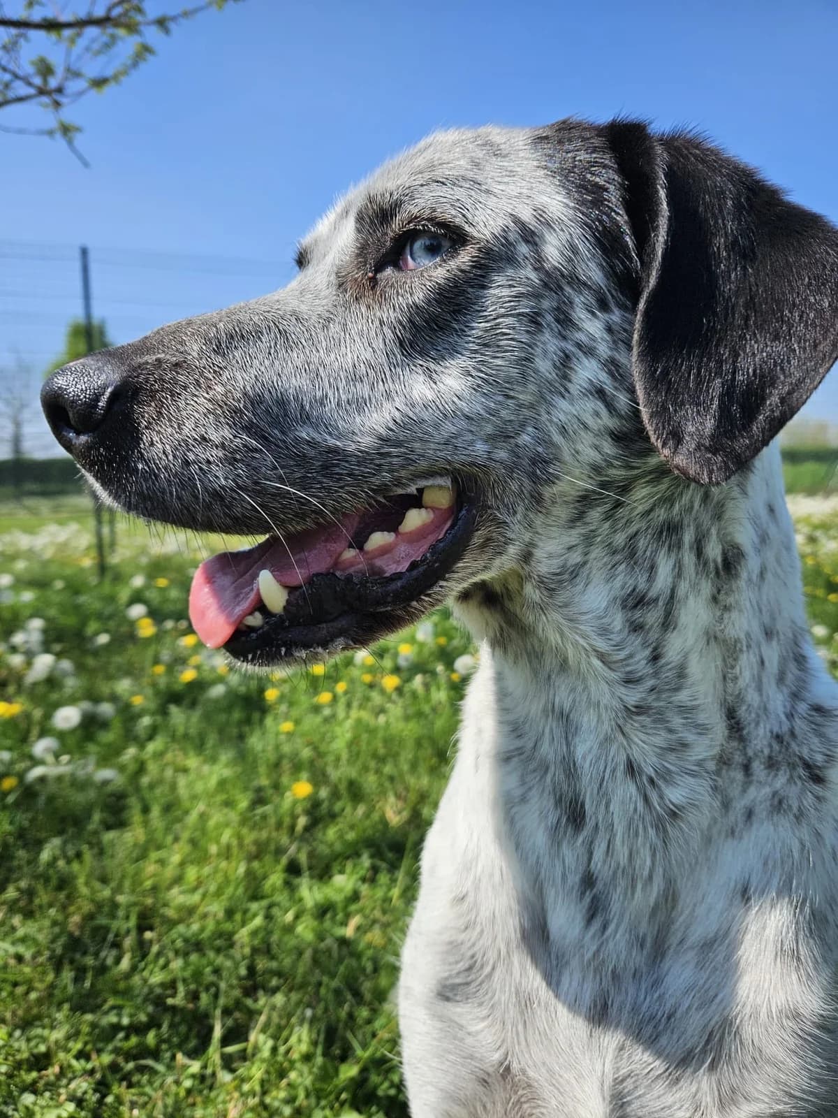 Indigo, male 6yo Mixed Breed for adoption at Fondazione Squadra 4 Zampe
