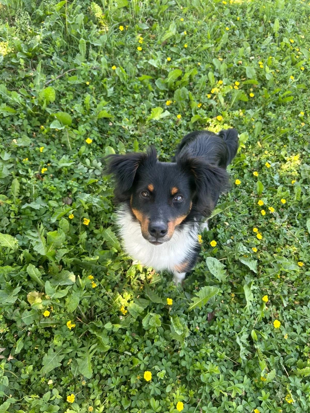 Jimbe, male young Mixed Breed for adoption at Fondazione Squadra 4 Zampe