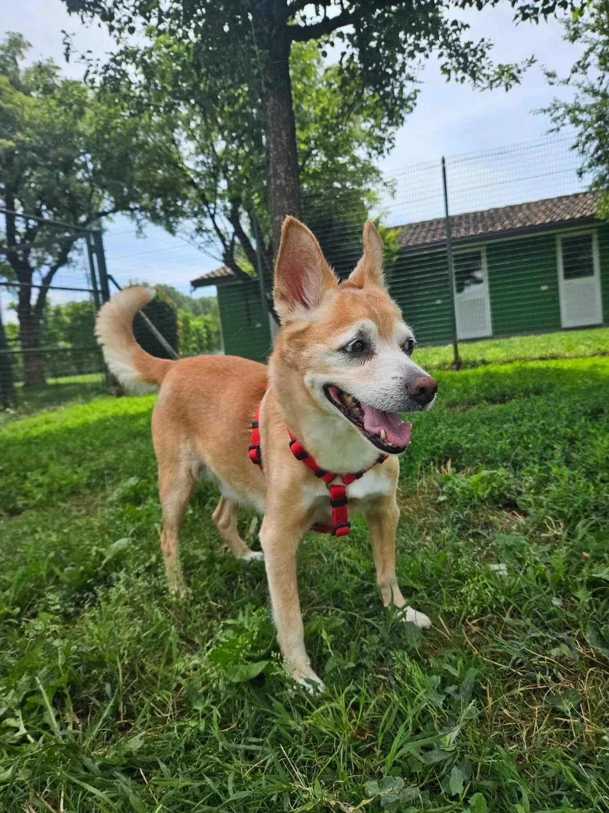 Roberth, male senior Mixed Breed for adoption at Fondazione Squadra 4 Zampe