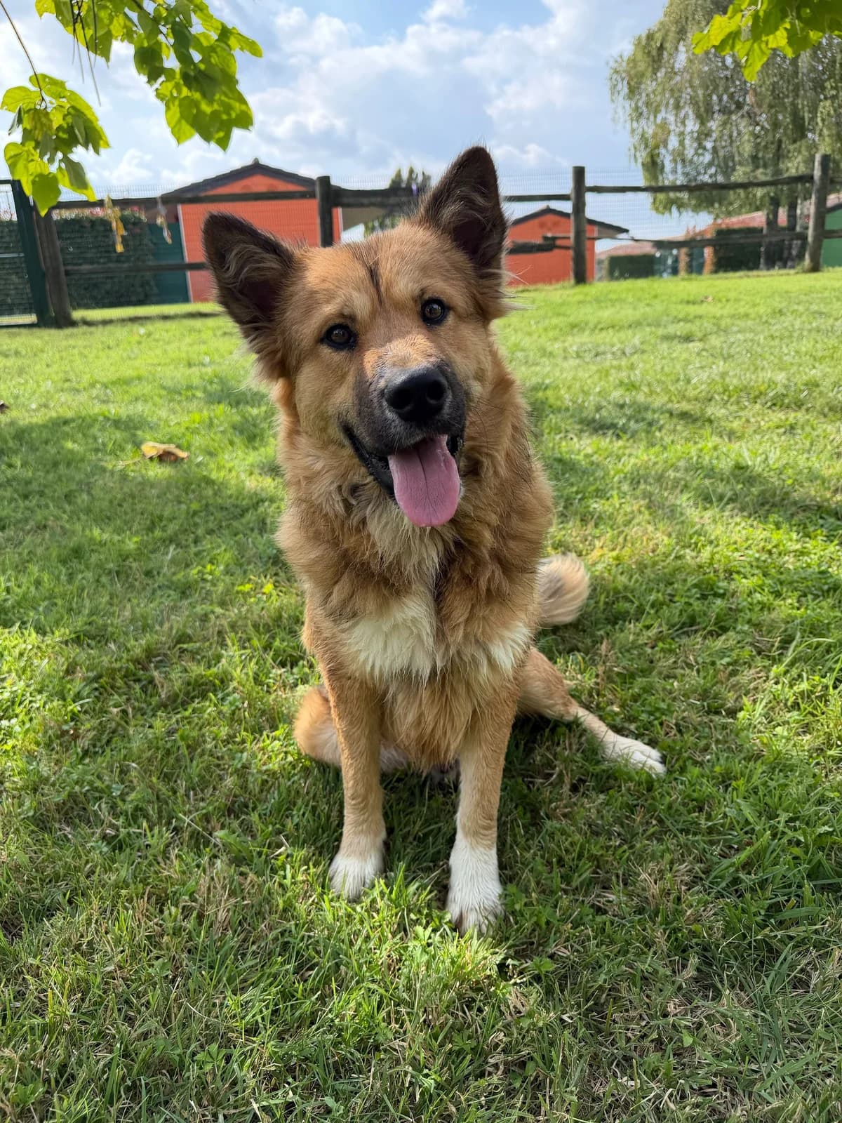 Tibet, male puppy Mixed Breed for adoption at Fondazione Squadra 4 Zampe