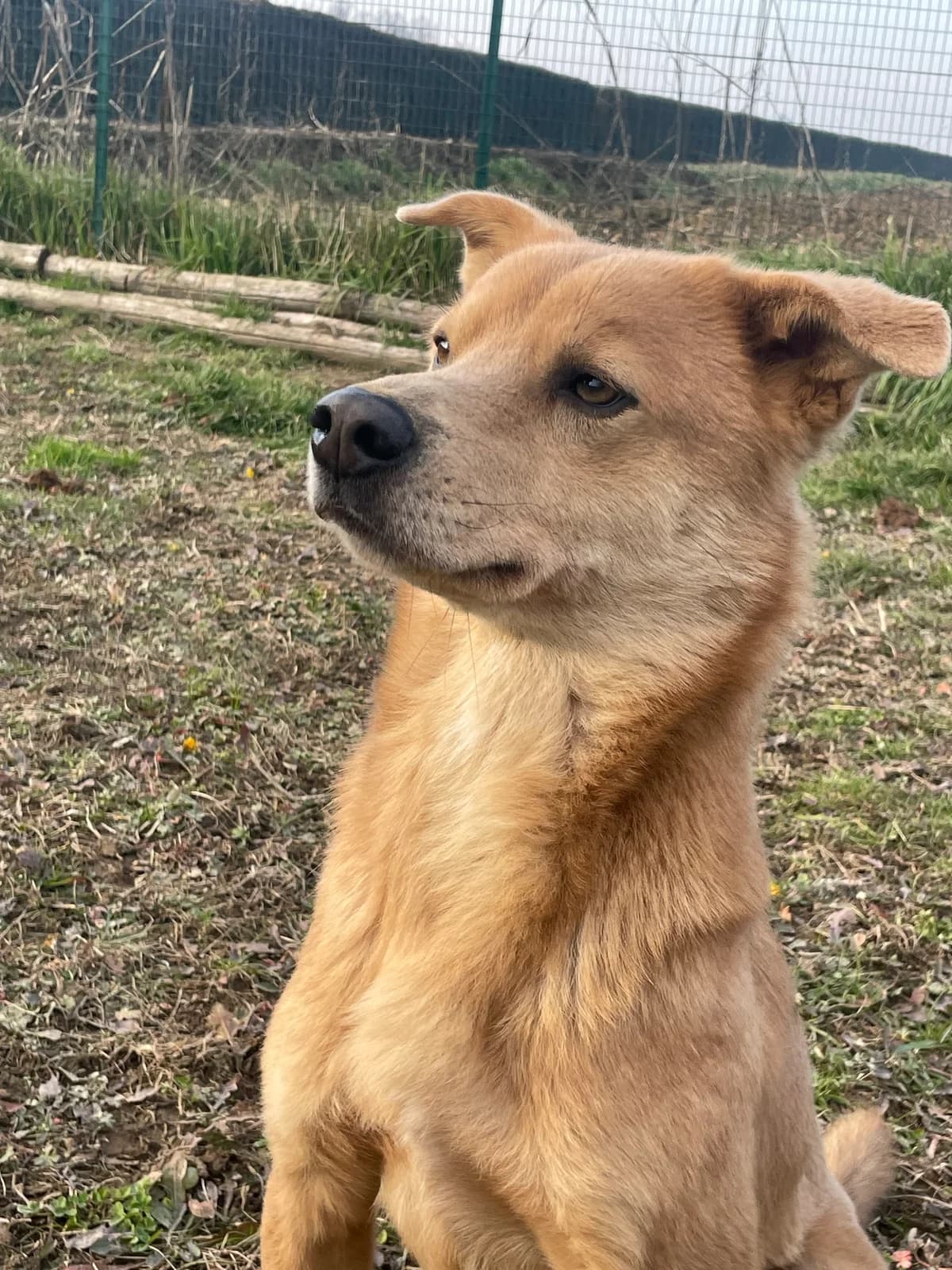 Zenzero, male 6yo Mixed Breed for adoption at Fondazione Squadra 4 Zampe