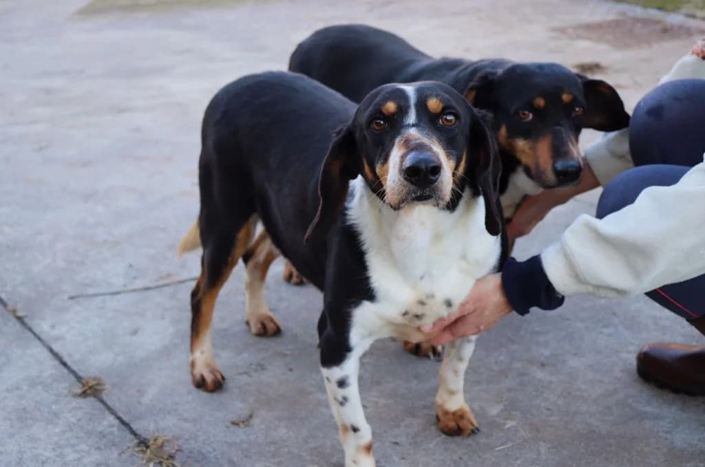 Mister, male senior mixed breed for adoption at UAI Rifugio Animali Abbandonati
