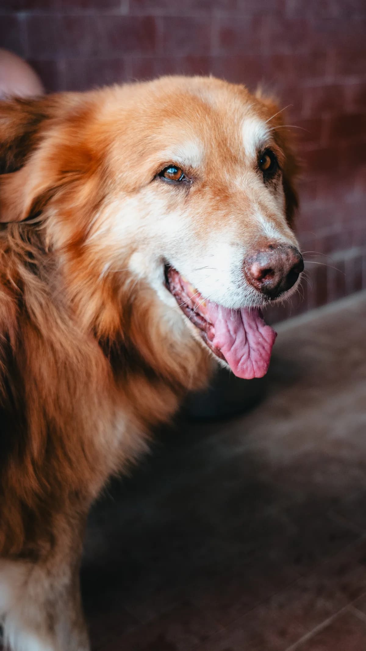 Elon, male senior mixed breed for adoption at UAI Rifugio Animali Abbandonati