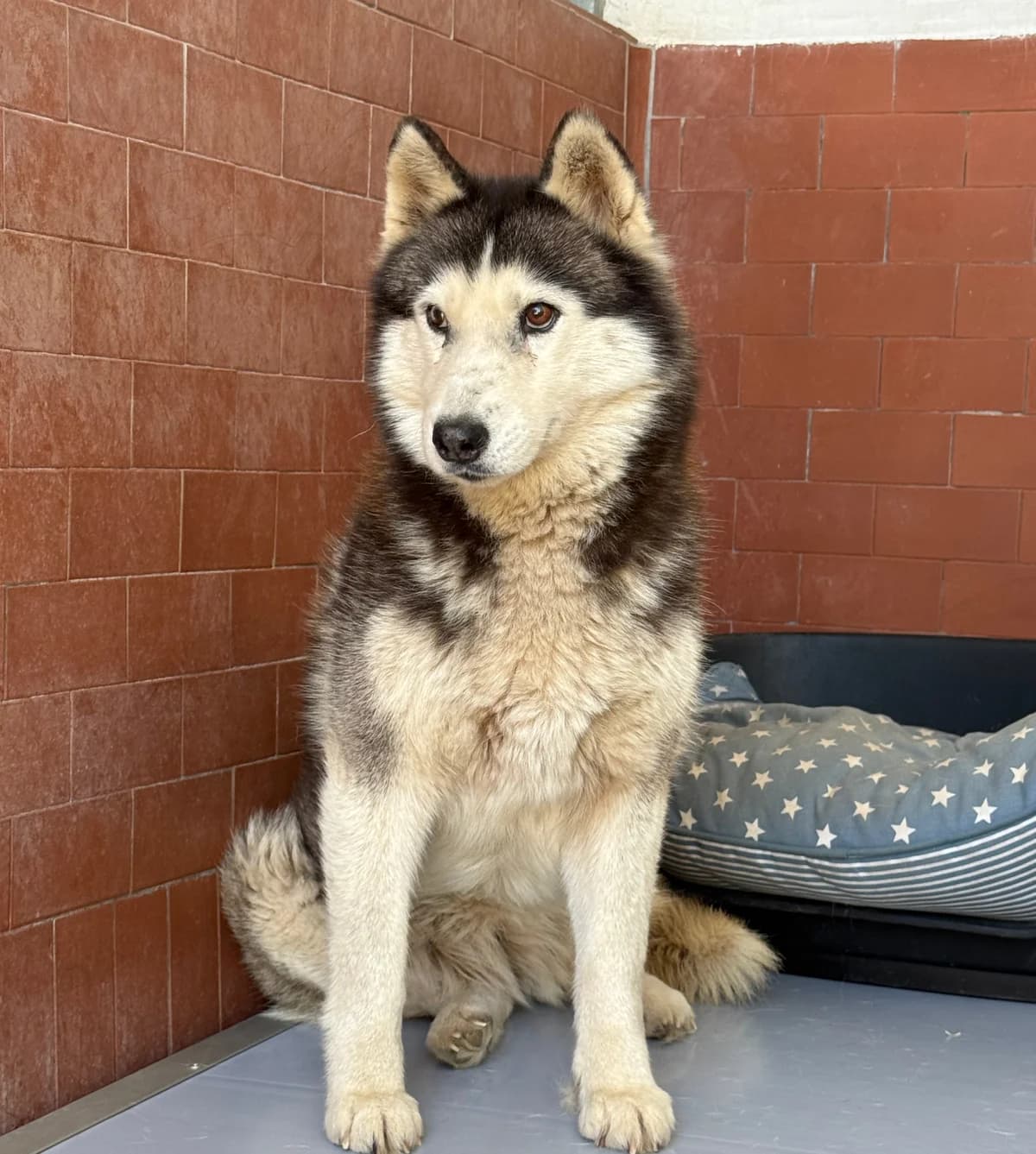 Andromeda, female young Husky for adoption at UAI Rifugio Animali Abbandonati
