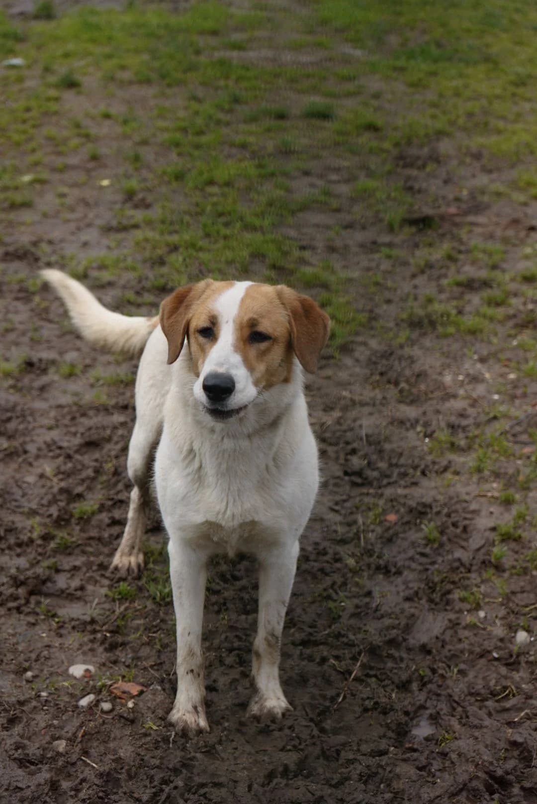 Filomena, female young mixed breed for adoption at UAI Rifugio Animali Abbandonati