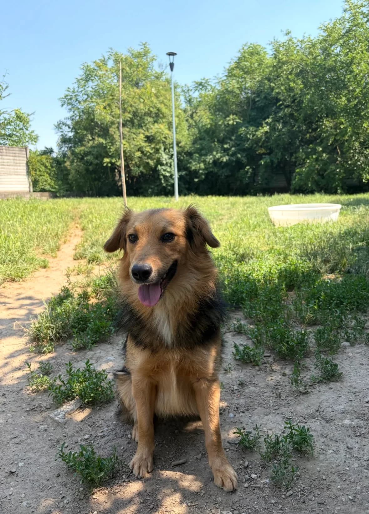 Agostino, male 5yo mixed breed for adoption at UAI Rifugio Animali Abbandonati