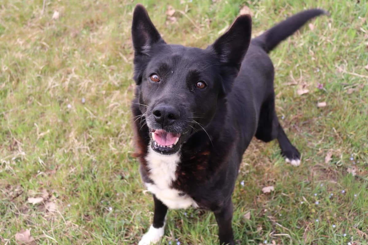 Jump, male senior mixed breed for adoption at UAI Rifugio Animali Abbandonati