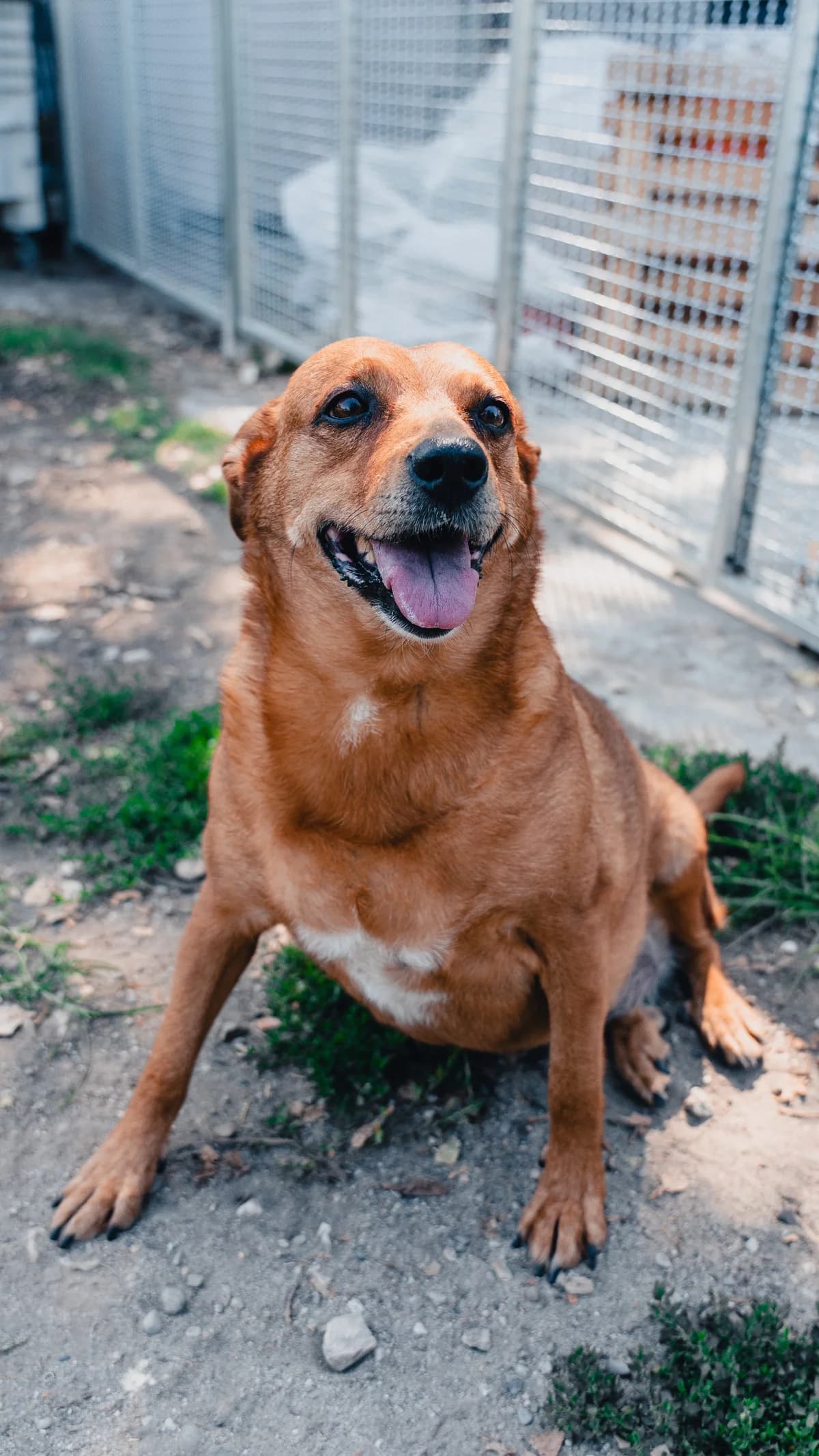 Piki, female senior mixed breed for adoption at UAI Rifugio Animali Abbandonati