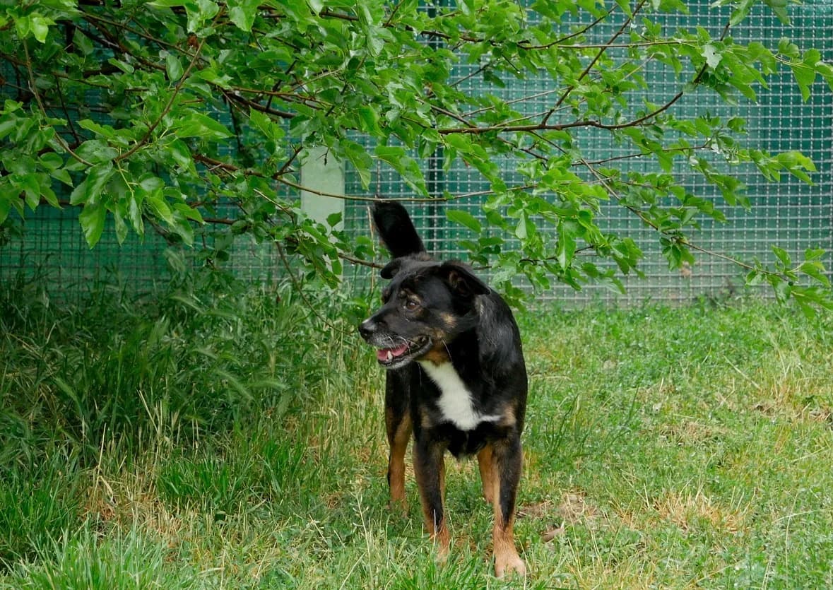 Hobbit, male senior mixed breed for adoption at UAI Rifugio Animali Abbandonati