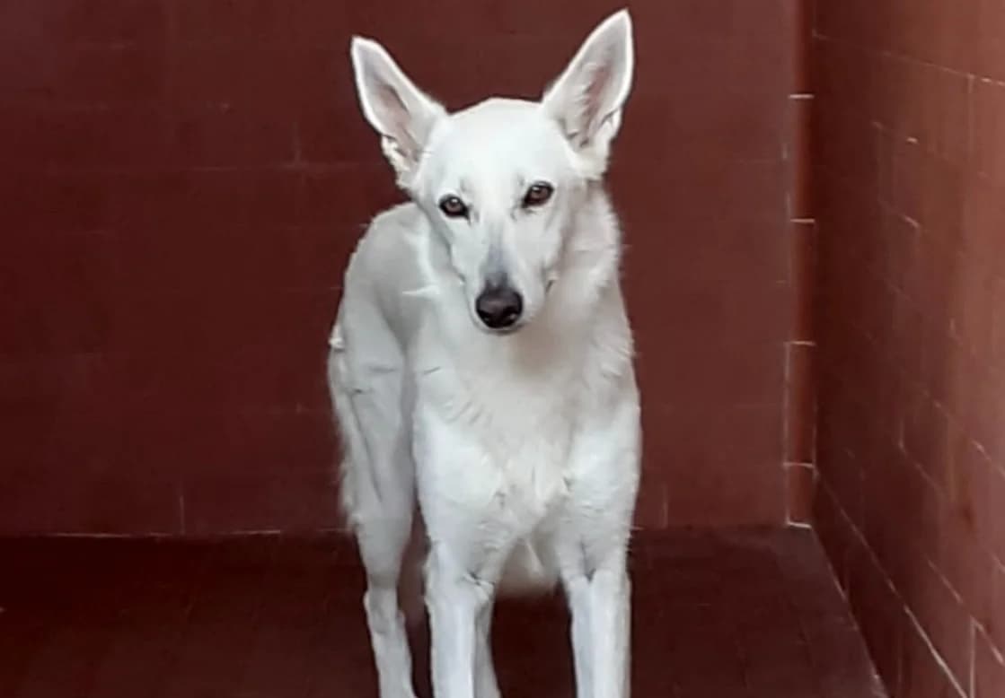 Aisha, female senior mixed breed for adoption at UAI Rifugio Animali Abbandonati