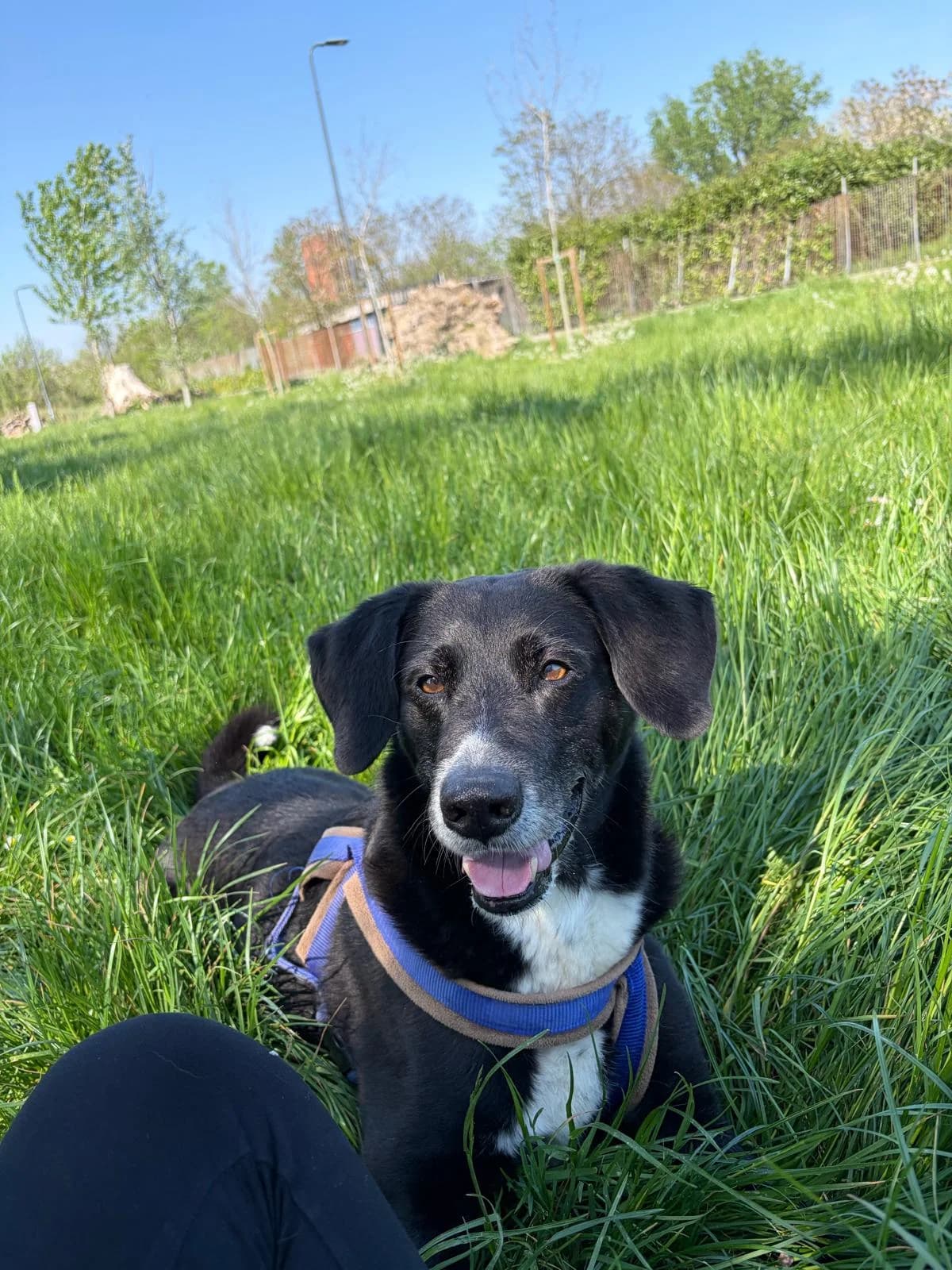 Bob, male senior mixed breed for adoption at UAI Rifugio Animali Abbandonati