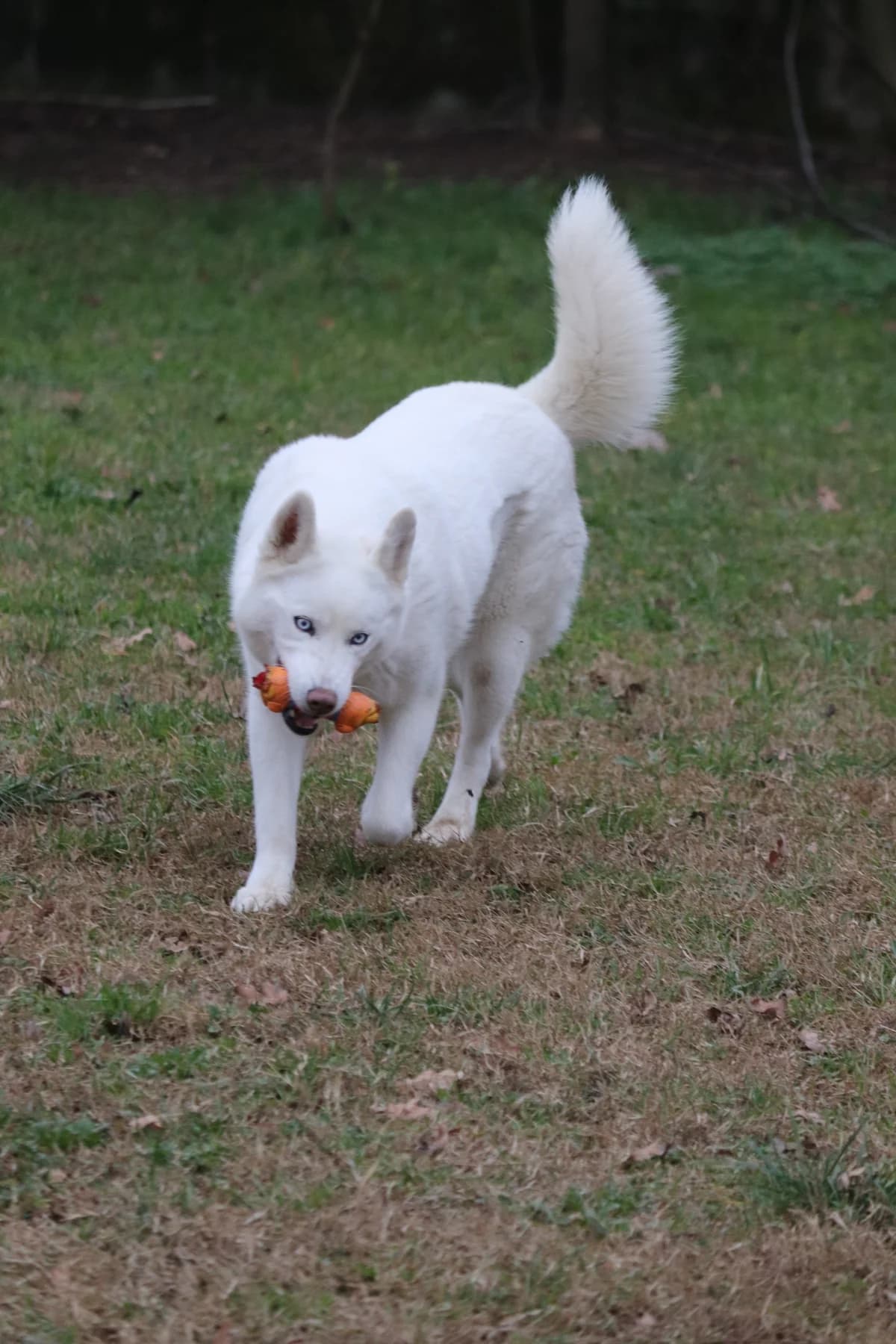Lien, female senior mixed breed for adoption at UAI Rifugio Animali Abbandonati