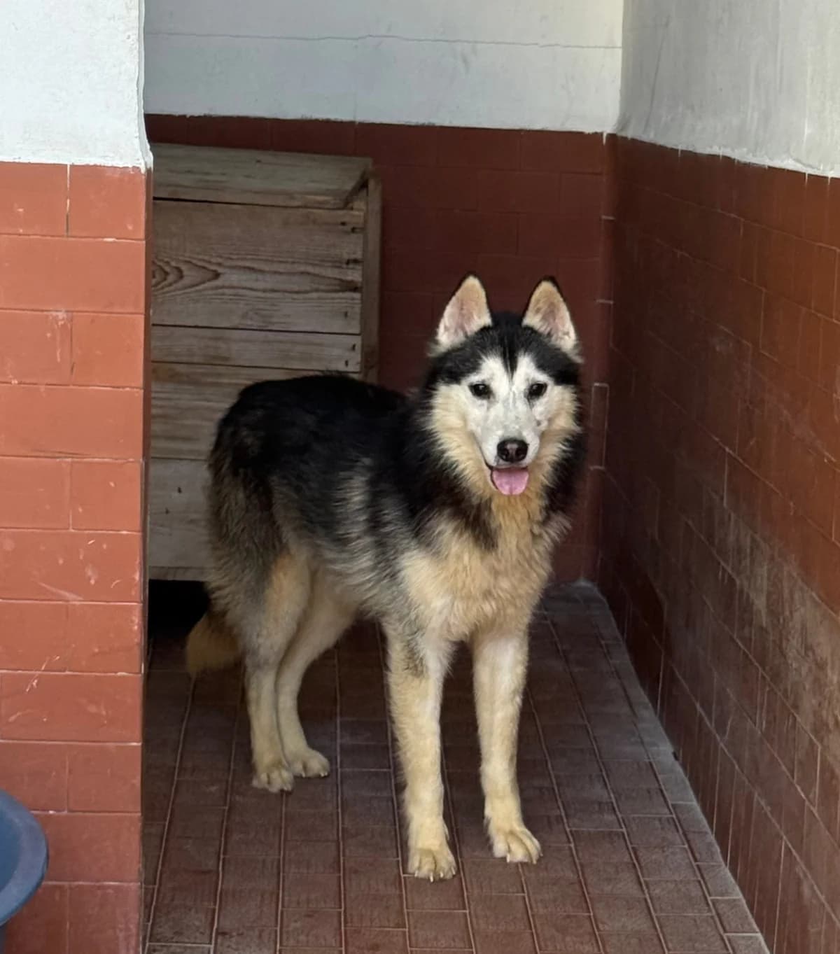 Taurus, male 7yo mixed breed for adoption at UAI Rifugio Animali Abbandonati