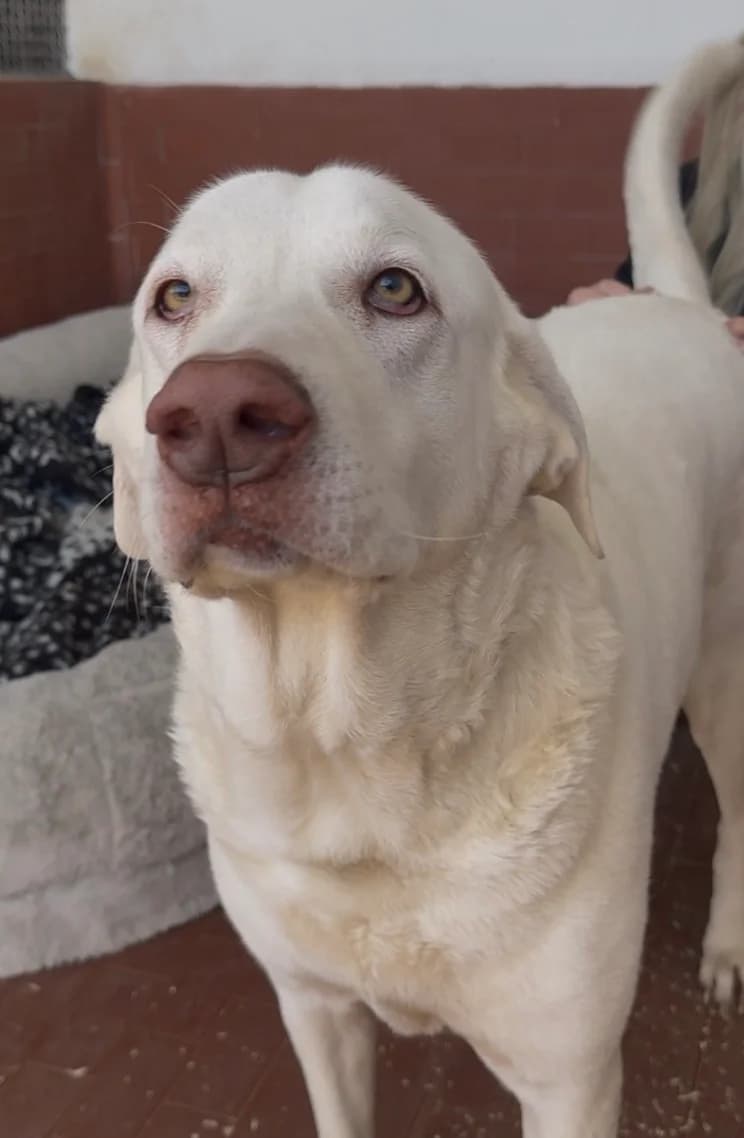 Balto, male 7yo mixed breed for adoption at UAI Rifugio Animali Abbandonati