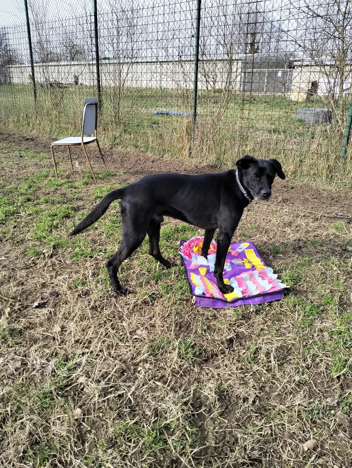 Calimero, male 5yo mixed breed for adoption at UAI Rifugio Animali Abbandonati