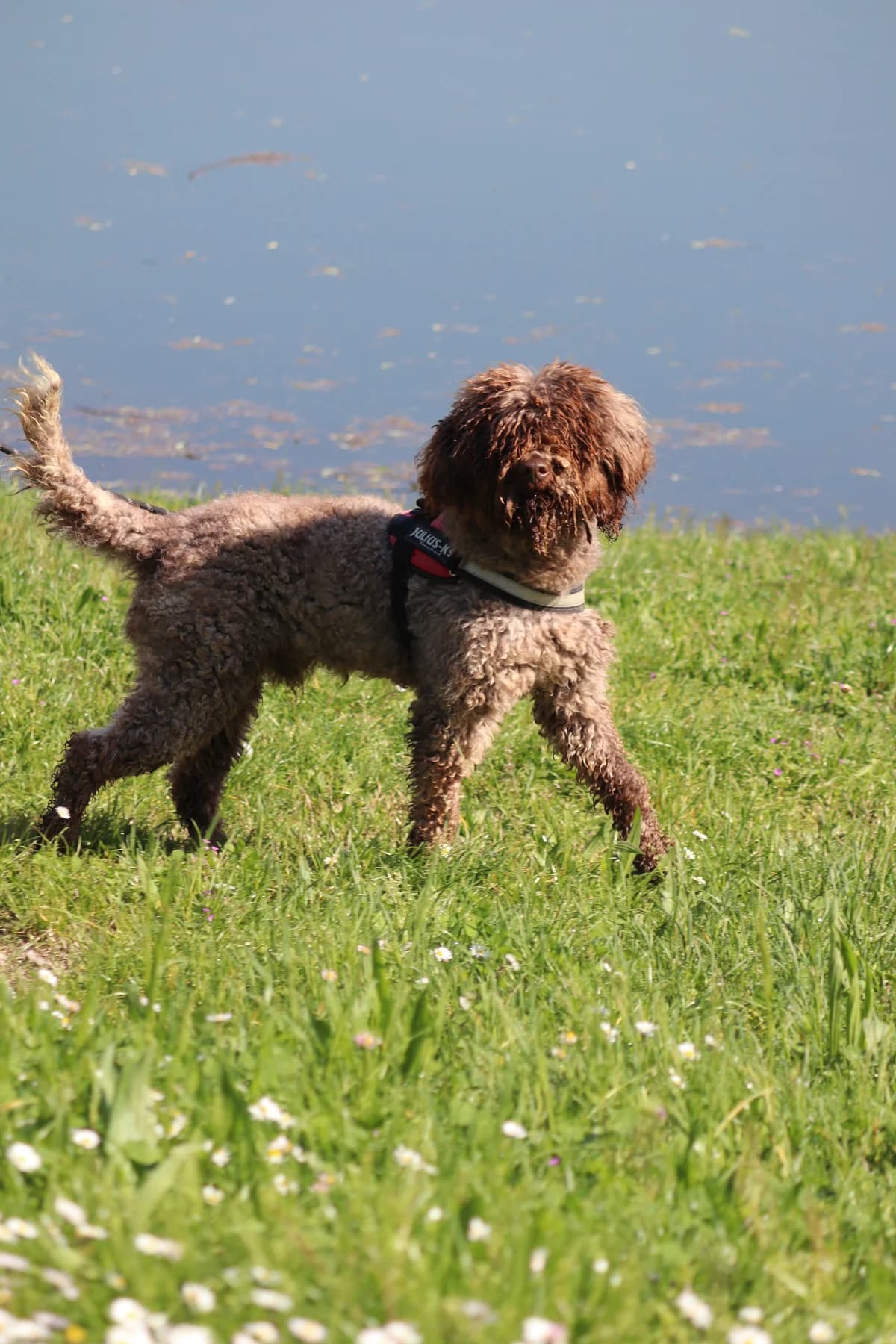 Lago, male senior mixed breed for adoption at UAI Rifugio Animali Abbandonati