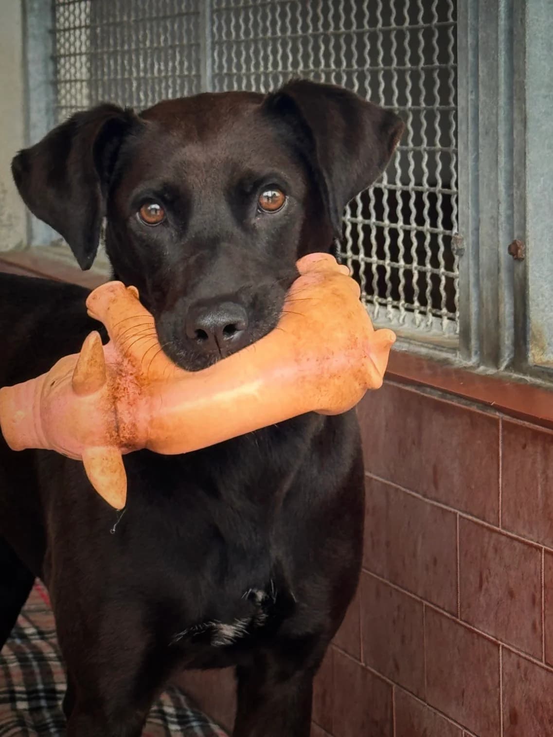 Mora, female mixed breed for adoption at UAI Rifugio Animali Abbandonati