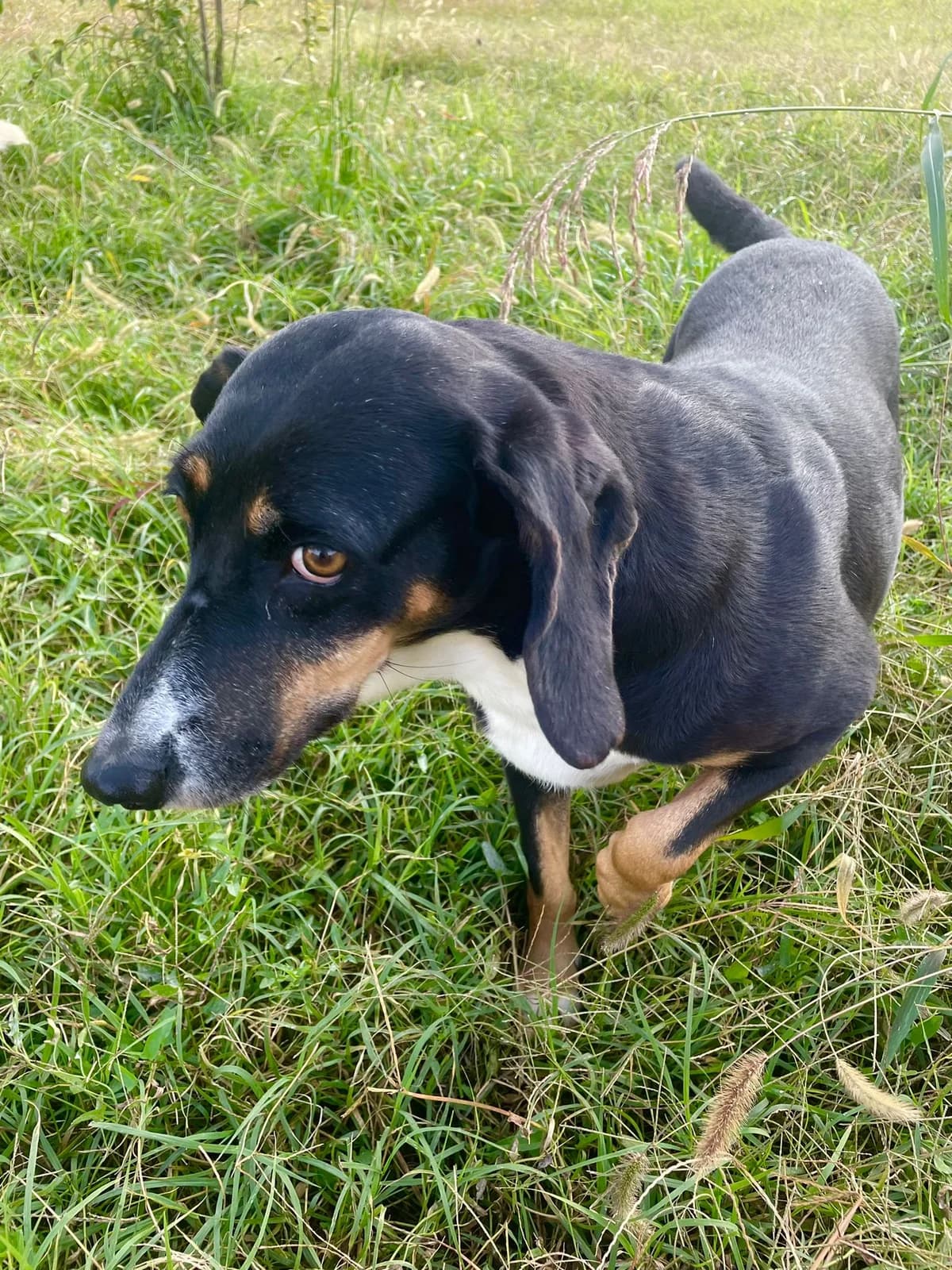 Missis, female senior mixed breed for adoption at UAI Rifugio Animali Abbandonati