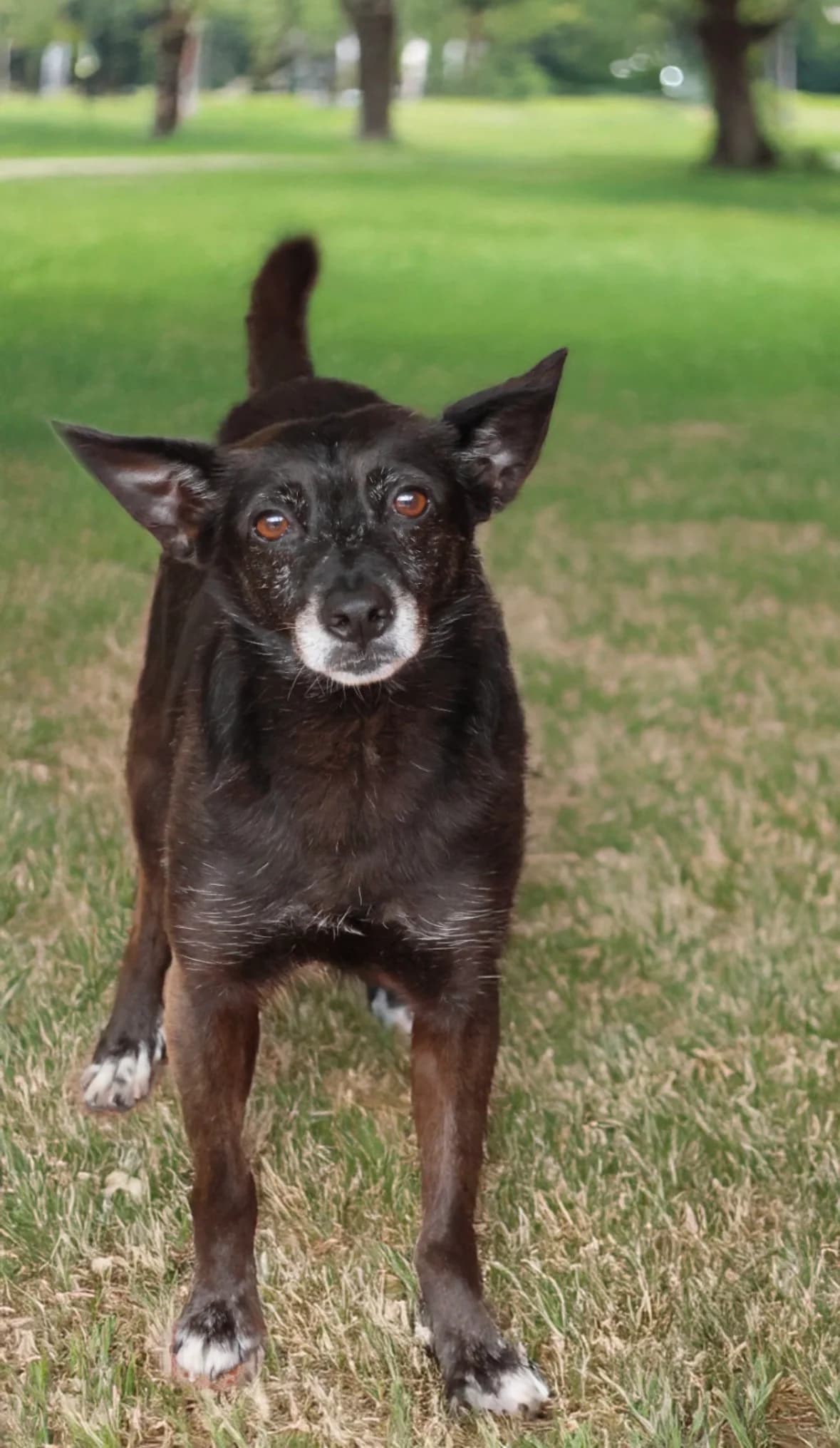 Irina, female 6yo mixed breed for adoption at UAI Rifugio Animali Abbandonati