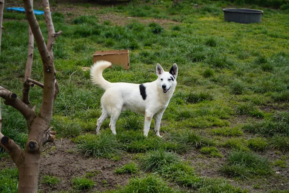 Muffin, male 7yo mixed breed for adoption at UAI Rifugio Animali Abbandonati