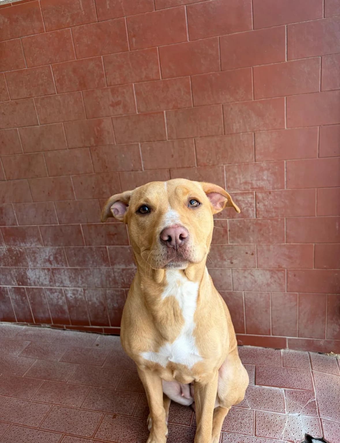 Olga, female puppy mixed breed for adoption at UAI Rifugio Animali Abbandonati