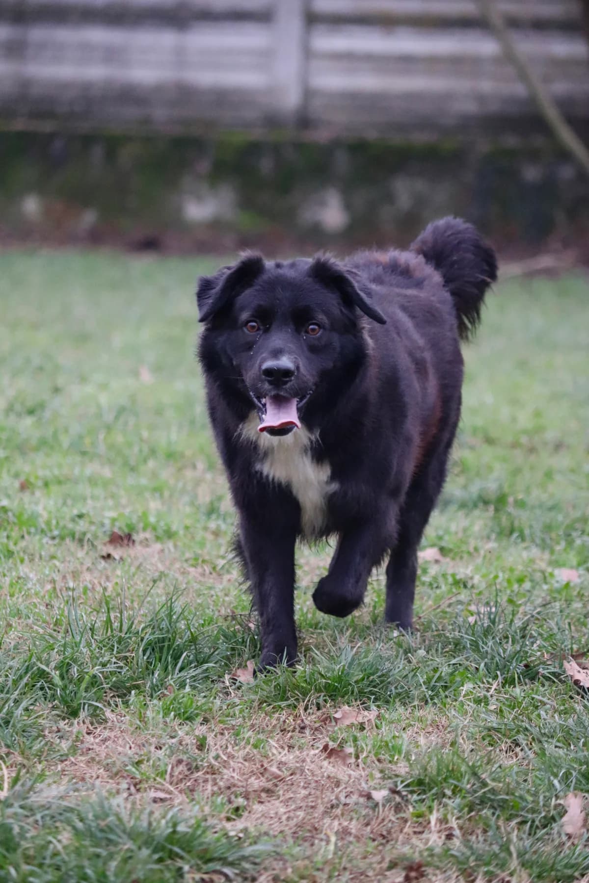 Sbirulo, male 4yo mixed breed for adoption at UAI Rifugio Animali Abbandonati