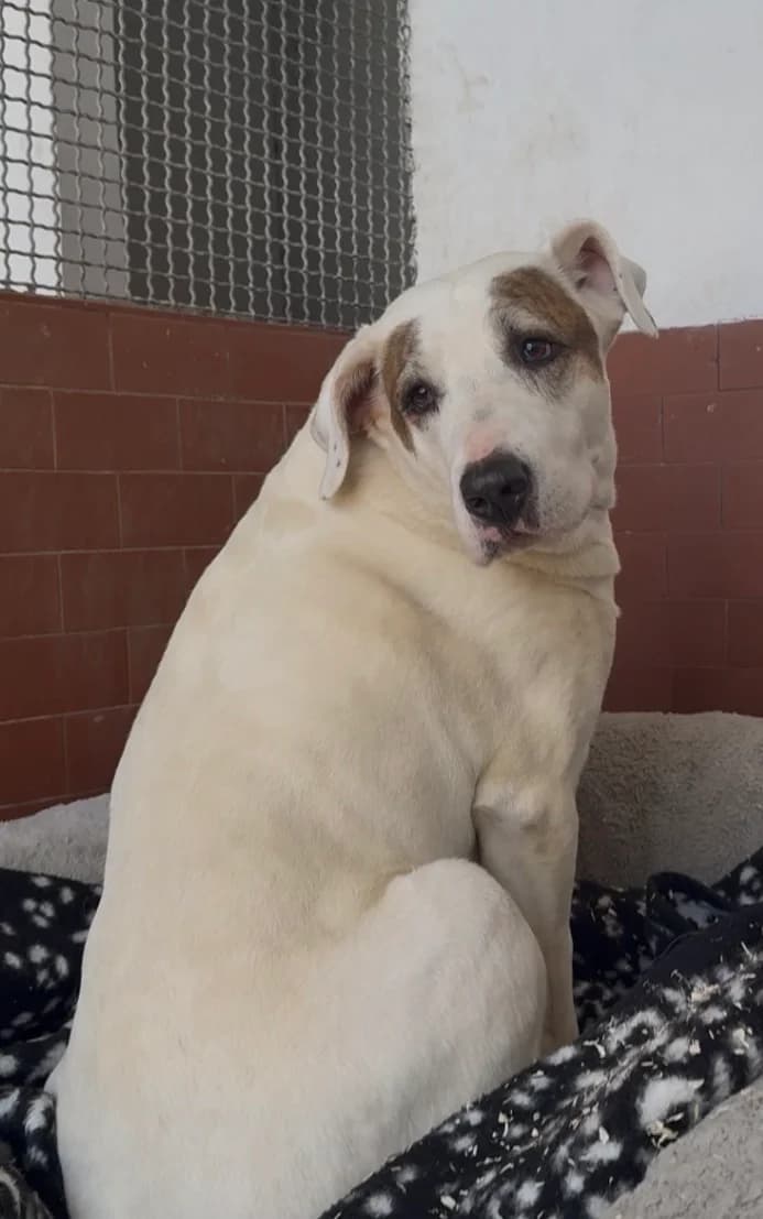 Cloe, female senior mixed breed for adoption at UAI Rifugio Animali Abbandonati