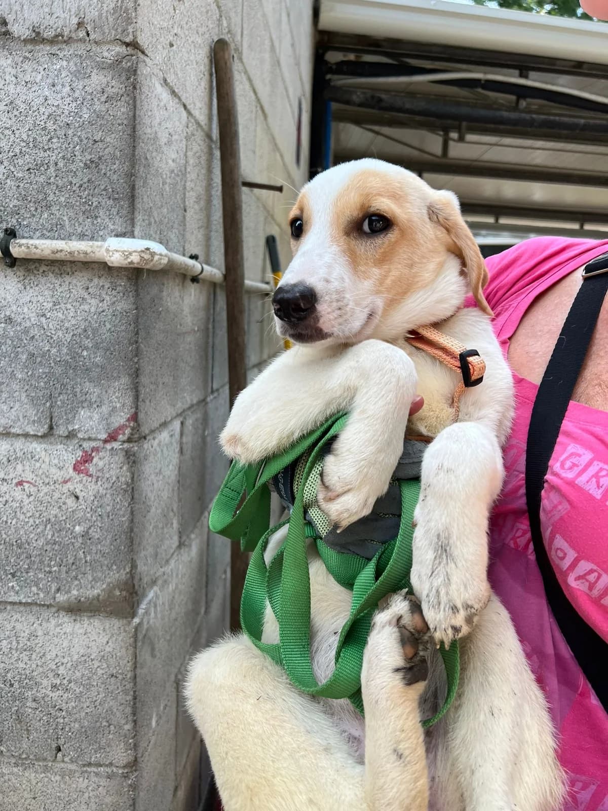 Tequila, female mixed breed for adoption at UAI Rifugio Animali Abbandonati