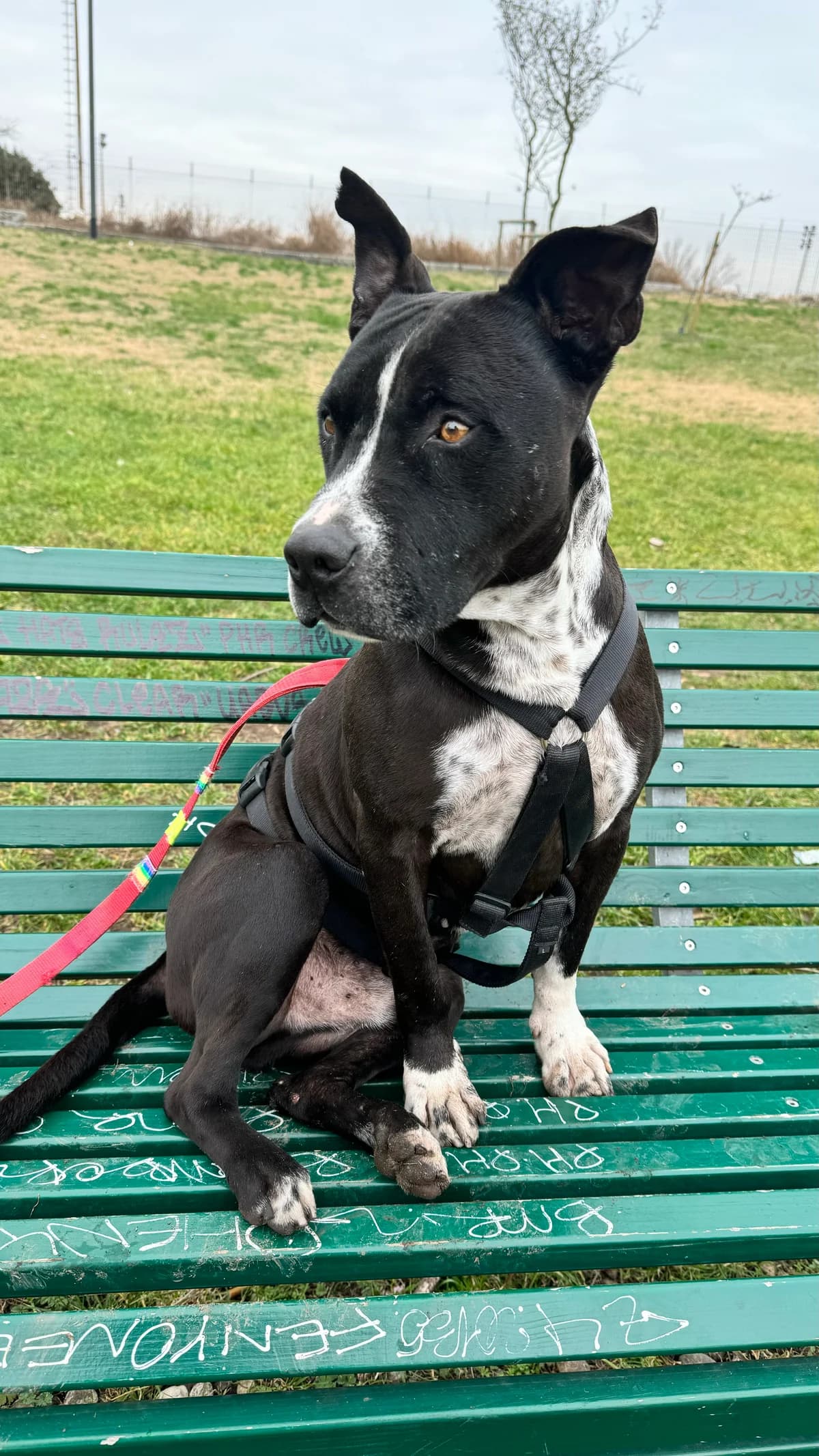 Kakí, male 7yo Pit Bull Terrier for adoption at UAI Rifugio Animali Abbandonati