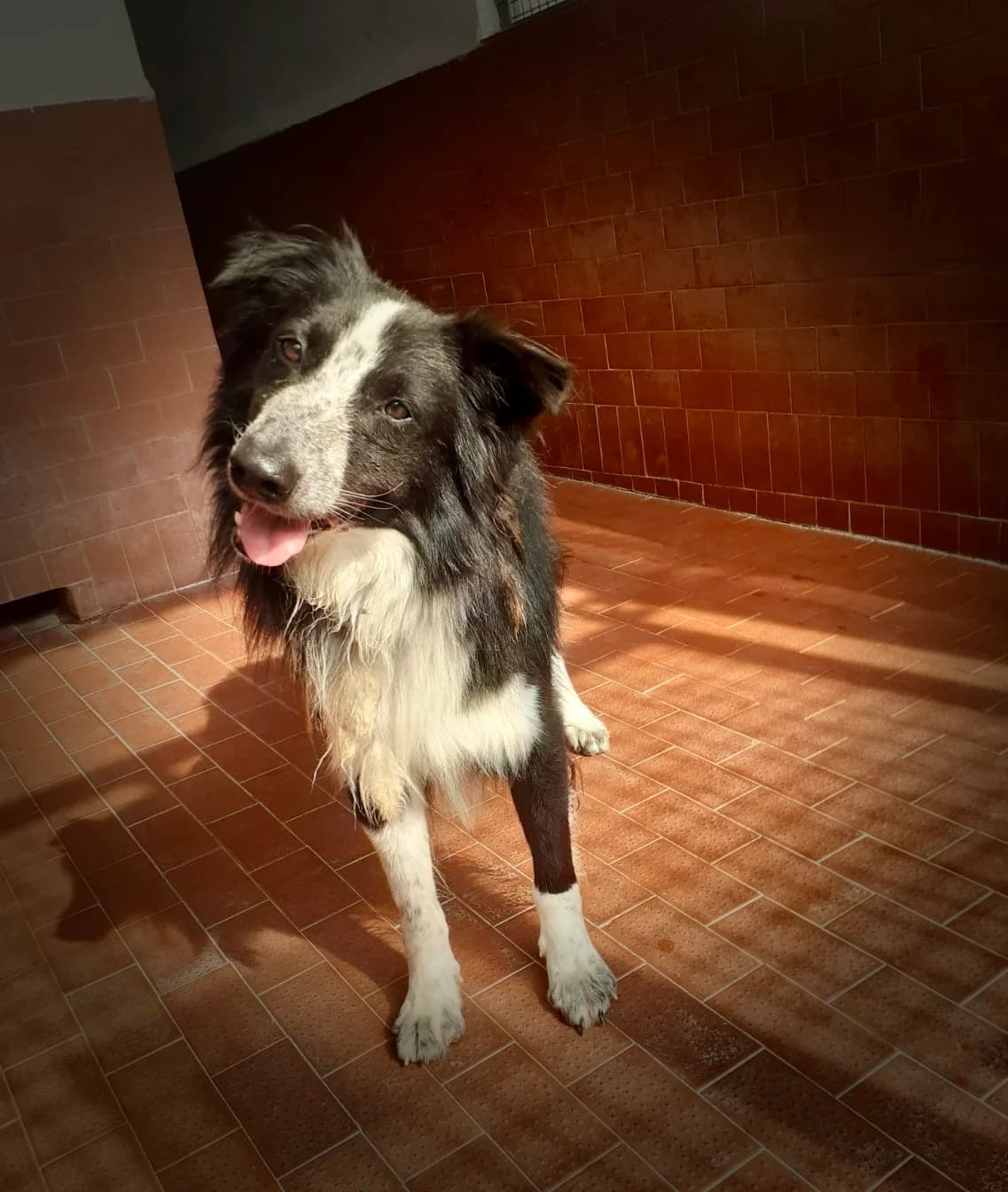Newt, male 7yo Border Collie for adoption at UAI Rifugio Animali Abbandonati