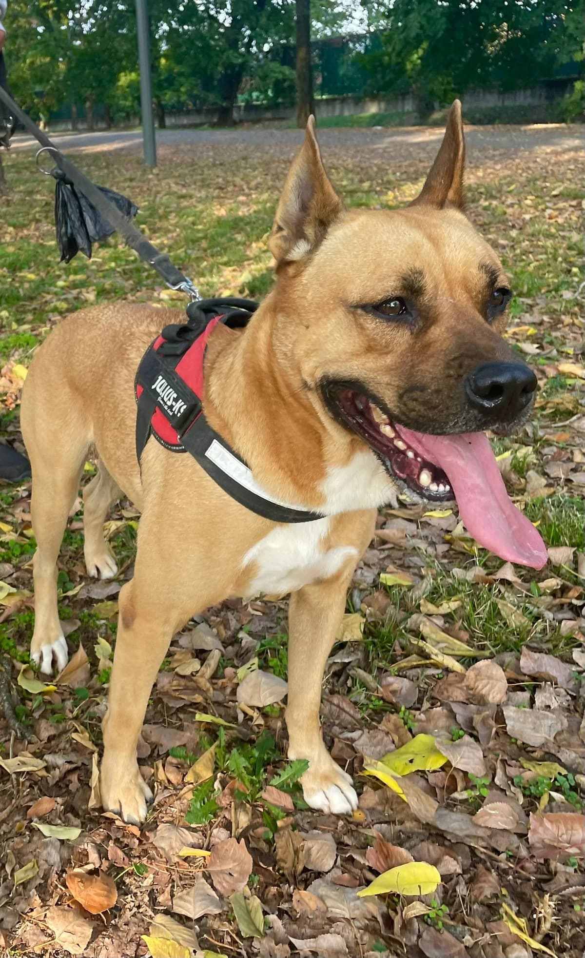 Carlo, male senior Pit Bull Terrier for adoption at UAI Rifugio Animali Abbandonati