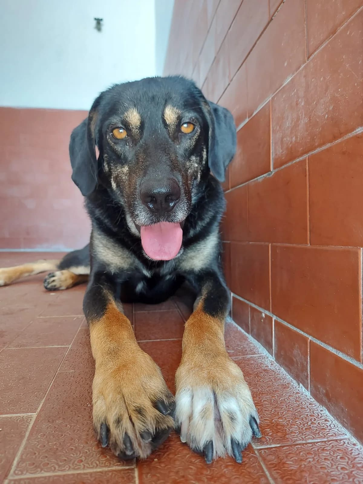 Achille, male 5yo mixed breed for adoption at UAI Rifugio Animali Abbandonati