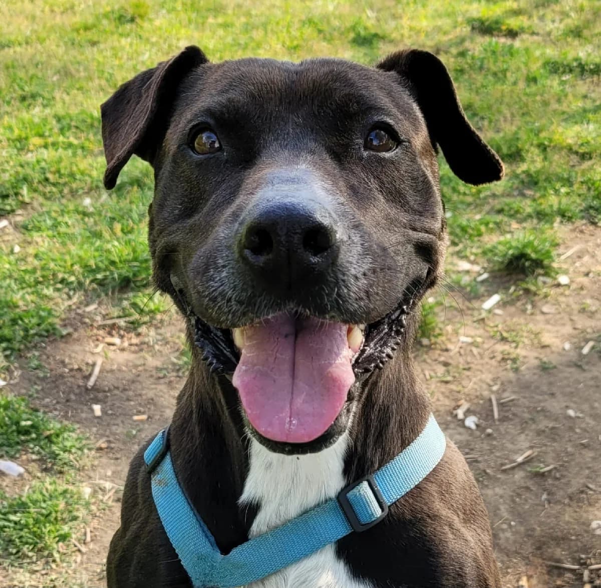 Goccia, female senior Pit Bull Terrier for adoption at UAI Rifugio Animali Abbandonati