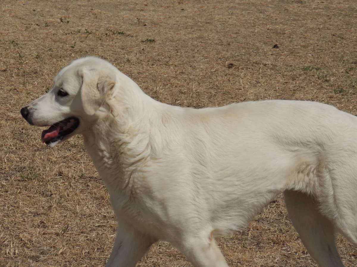 Rajร , male 6yo mixed breed for adoption at UAI Rifugio Animali Abbandonati