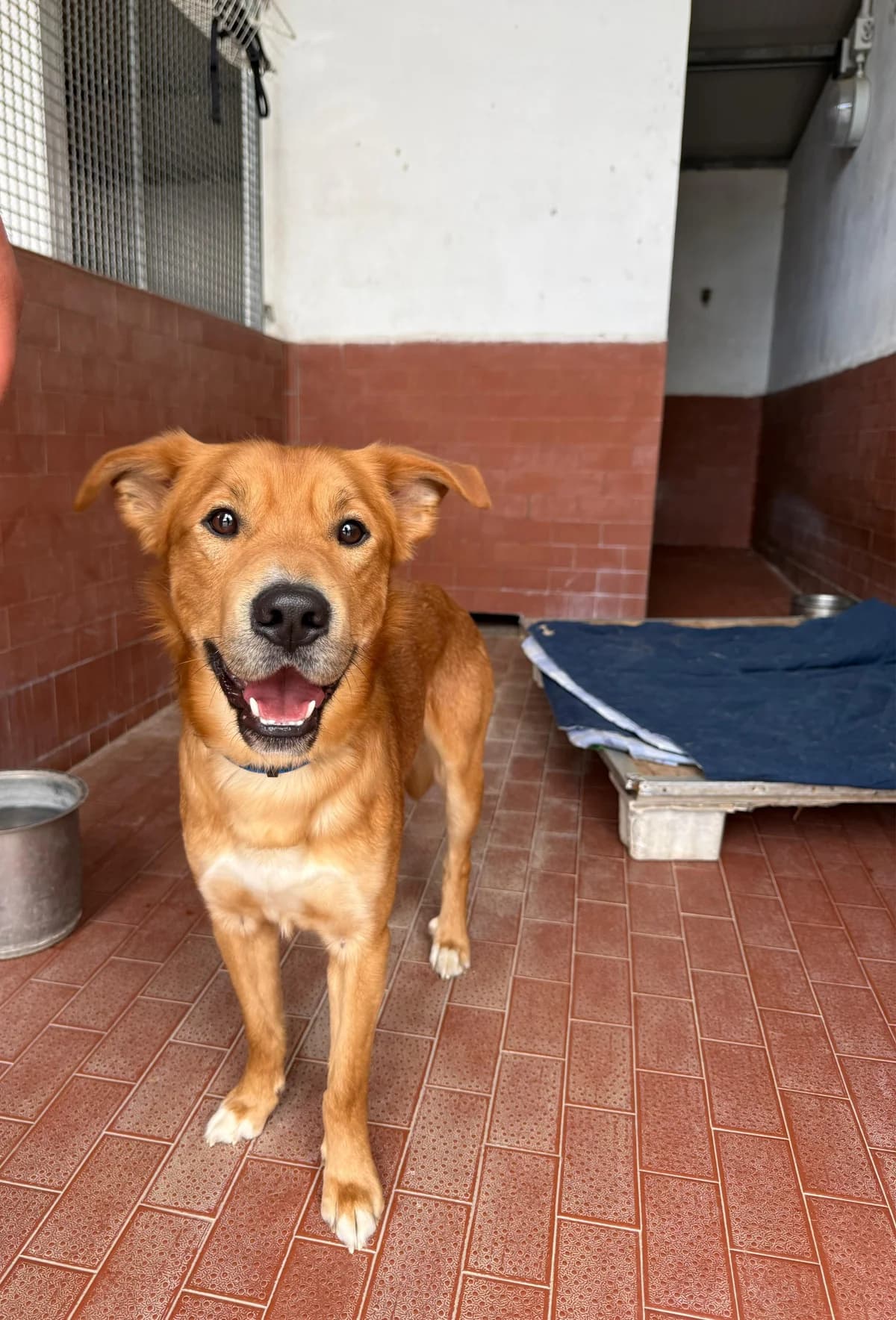 Thor, male young mixed breed for adoption at UAI Rifugio Animali Abbandonati