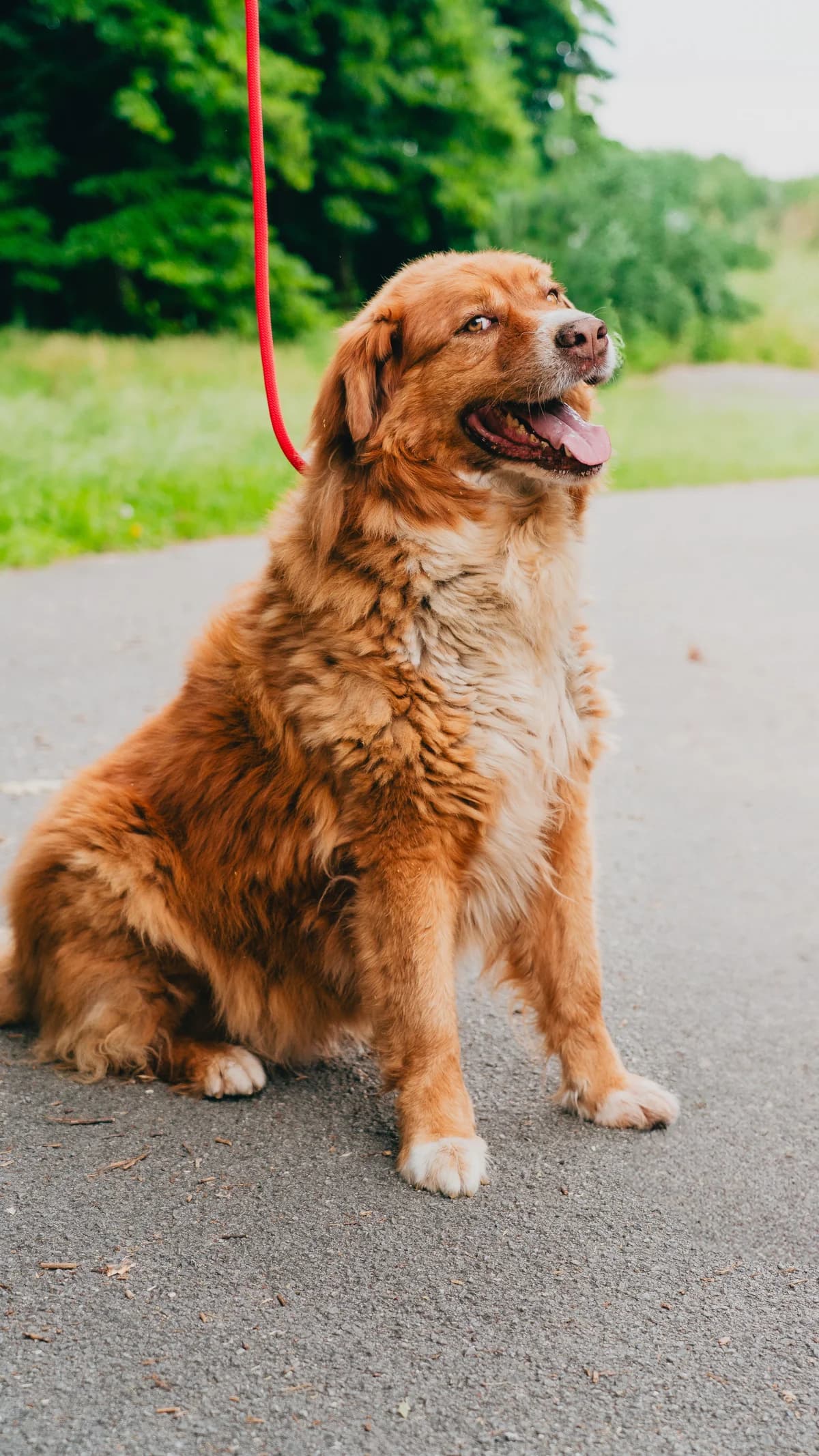 Baloo, male senior mixed breed for adoption at UAI Rifugio Animali Abbandonati