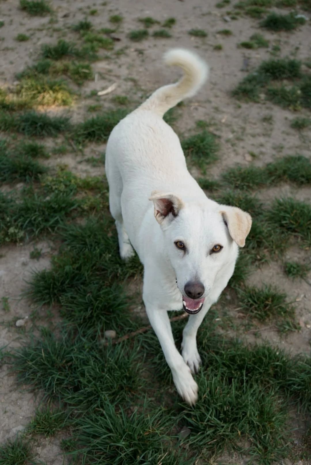 Marlena, female 3yo mixed breed for adoption at UAI Rifugio Animali Abbandonati