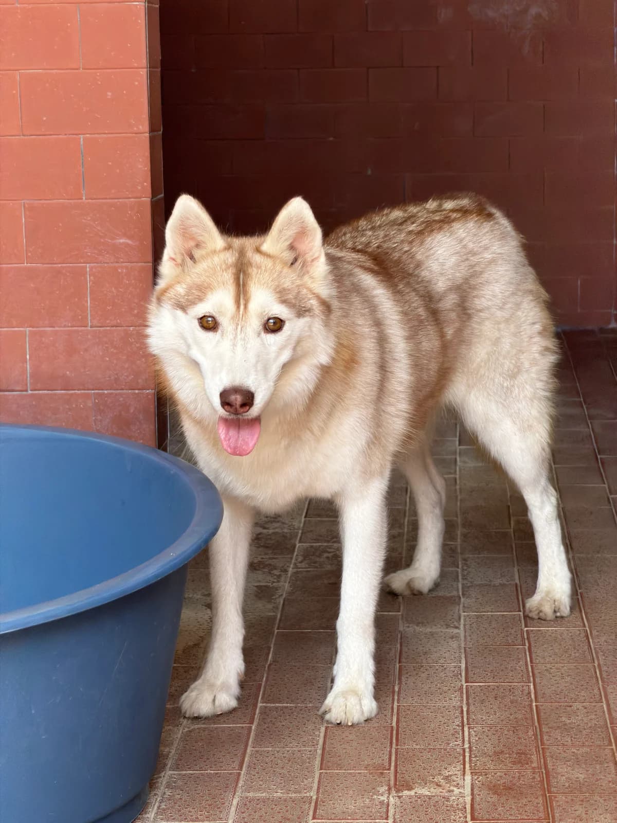 Cassiopea, female 4yo Husky for adoption at UAI Rifugio Animali Abbandonati