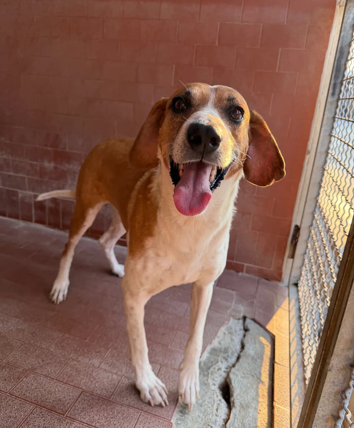 Enea, male senior mixed breed for adoption at UAI Rifugio Animali Abbandonati