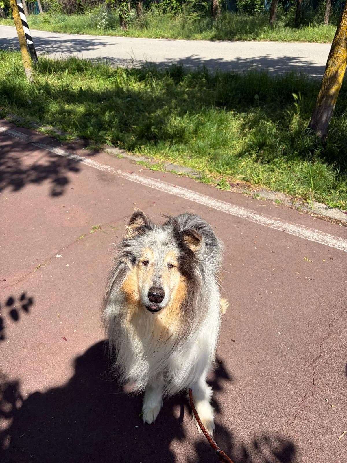 Blue boy, male senior mixed breed for adoption at UAI Rifugio Animali Abbandonati