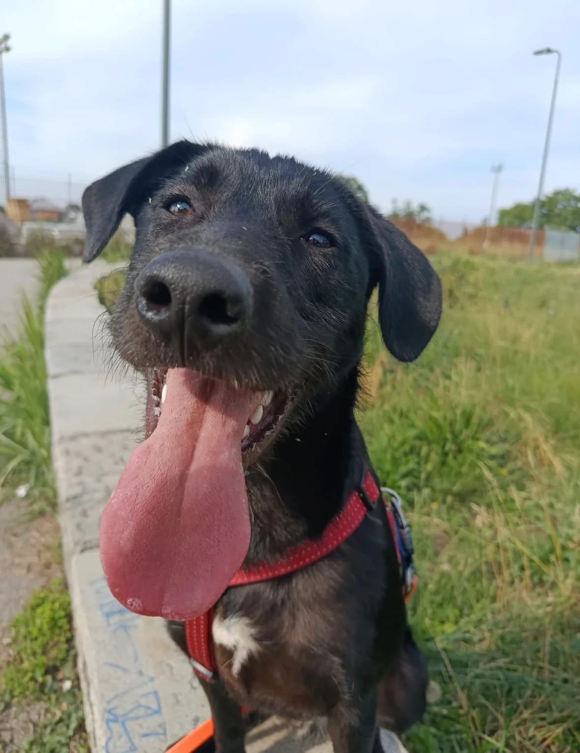 Ulisse, male puppy mixed breed for adoption at UAI Rifugio Animali Abbandonati