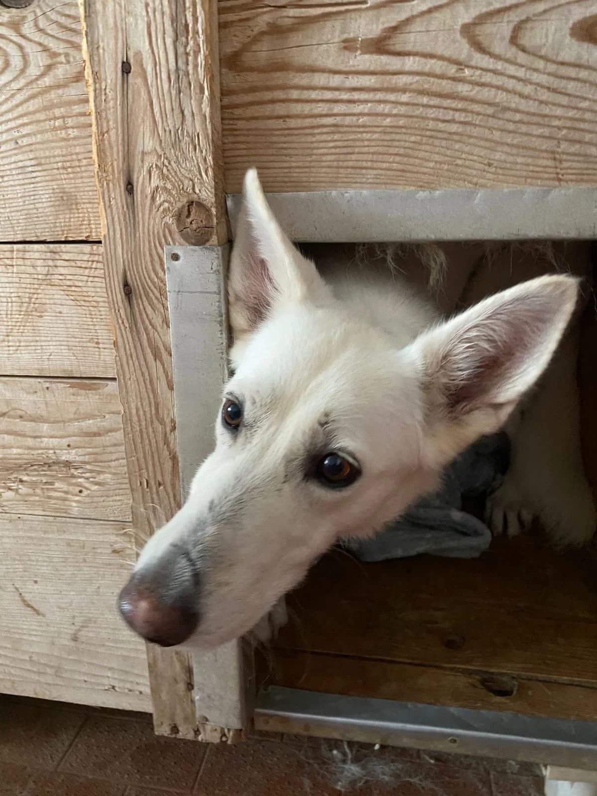 Flora, female senior mixed breed for adoption at UAI Rifugio Animali Abbandonati