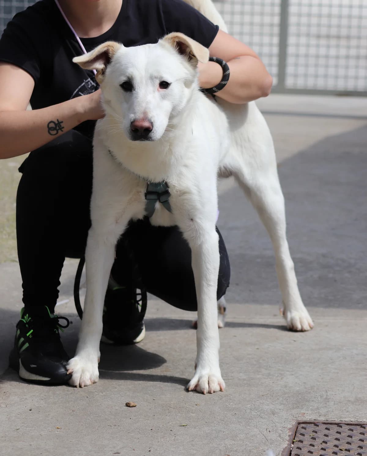 Snoopy, male 4yo mixed breed for adoption at UAI Rifugio Animali Abbandonati