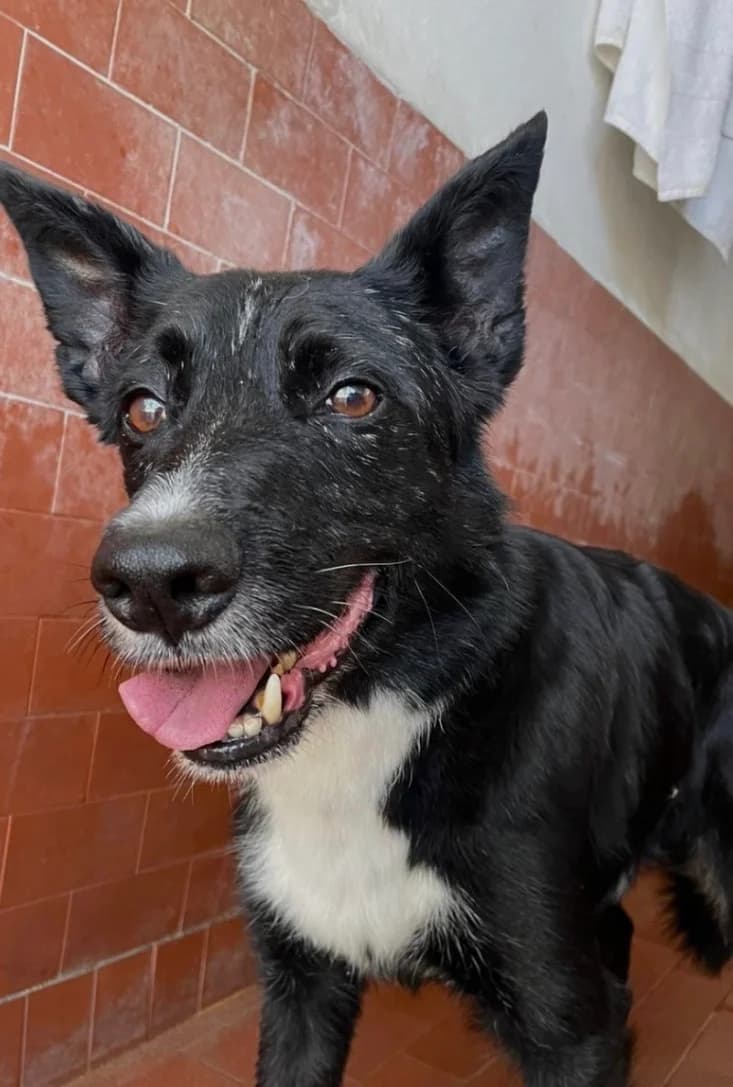 Drake, male senior mixed breed for adoption at UAI Rifugio Animali Abbandonati