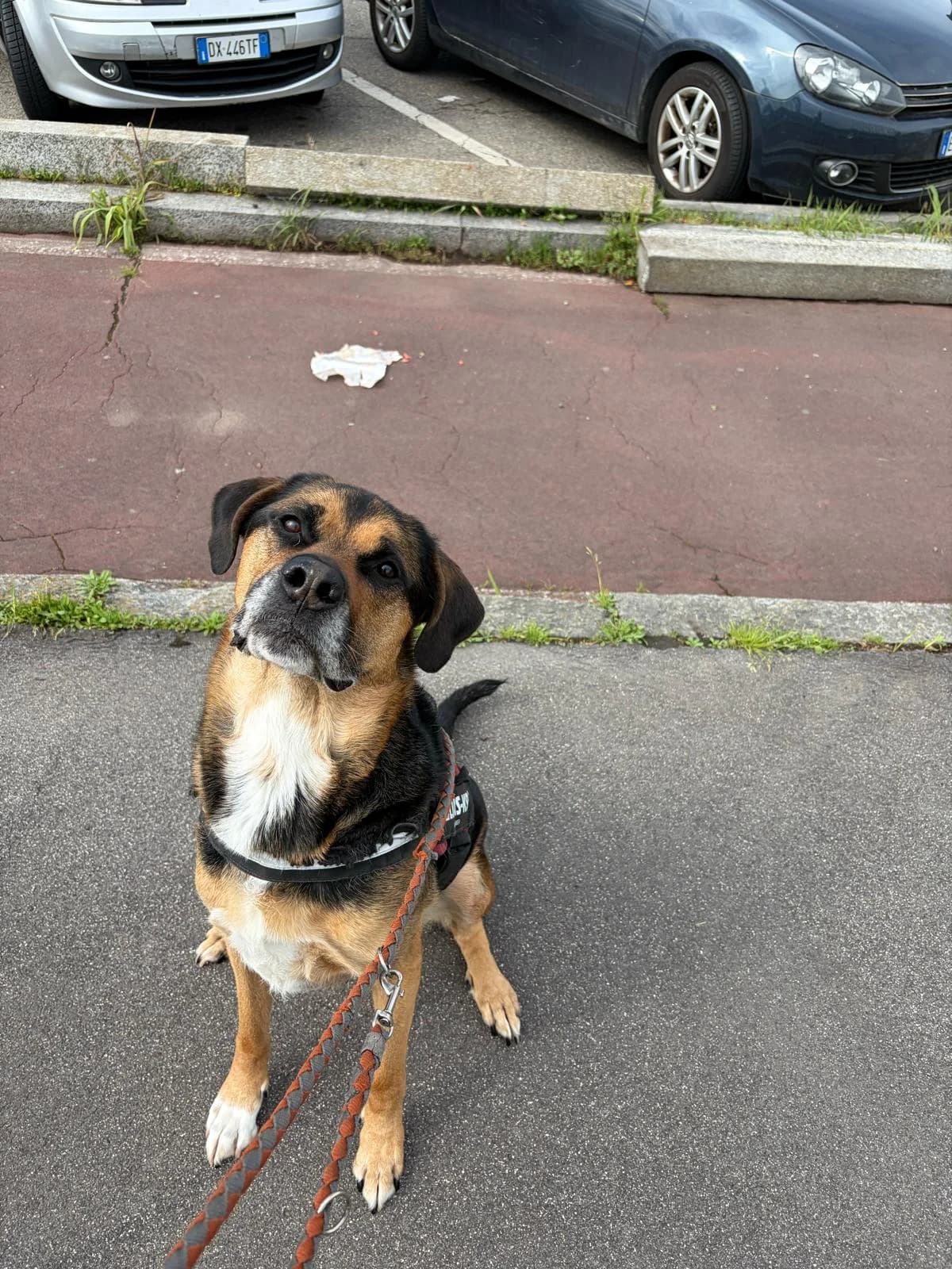 Laika, female 6yo mixed breed for adoption at UAI Rifugio Animali Abbandonati