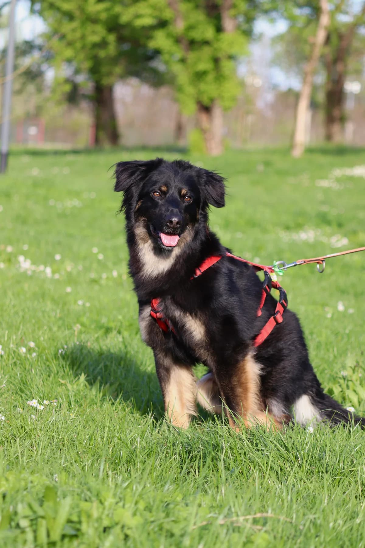Francesco, male 4yo mixed breed for adoption at UAI Rifugio Animali Abbandonati
