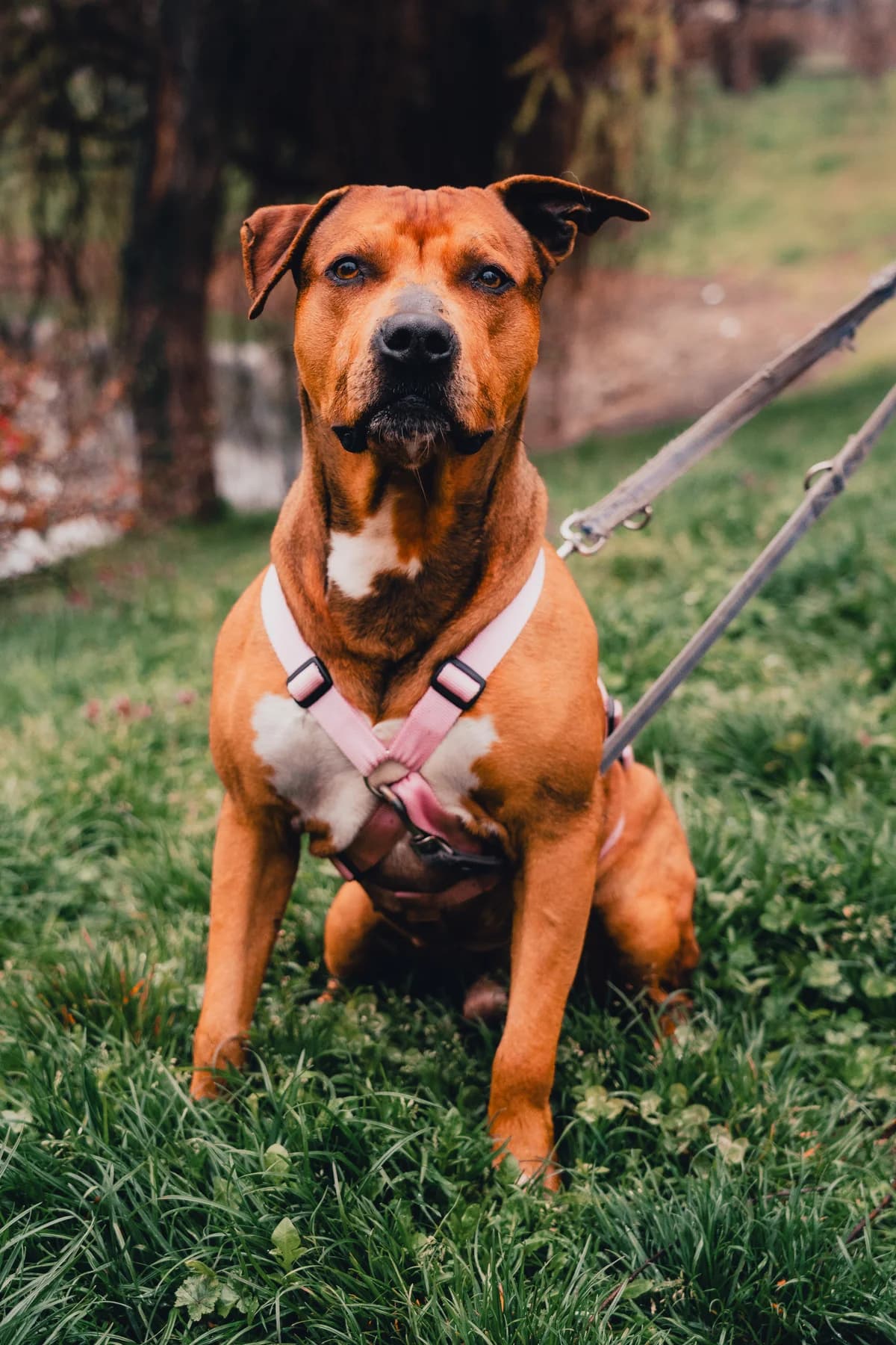 Attila, male senior Pit Bull Terrier for adoption at UAI Rifugio Animali Abbandonati